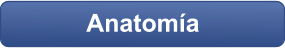 Anatomía
