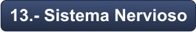 13.- Sistema Nervioso