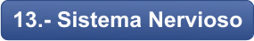 13.- Sistema Nervioso