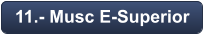 11.- Musc E-Superior