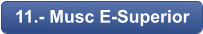11.- Musc E-Superior