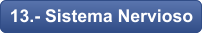13.- Sistema Nervioso