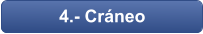 4.- Cráneo